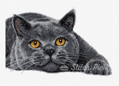 British Shorthair Cat (digital pattern)